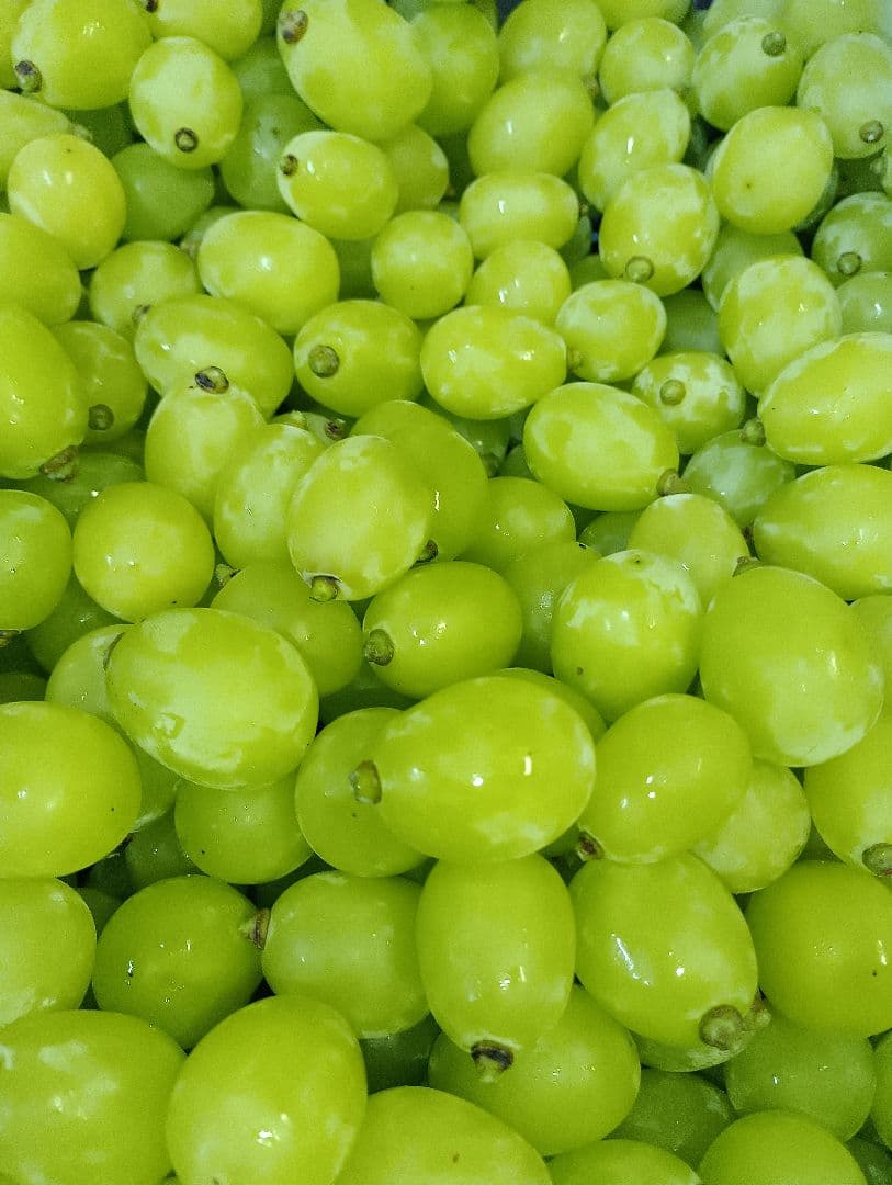 シヤインマスカット大粒グリーン多め入り３キロパック入りになります。