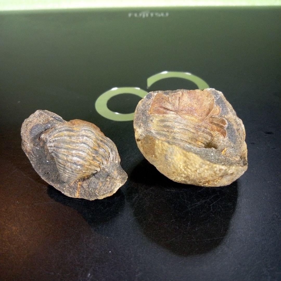 三葉虫　化石　fossil　海　ボリビア産　trilobite　ボリビア化石郡②