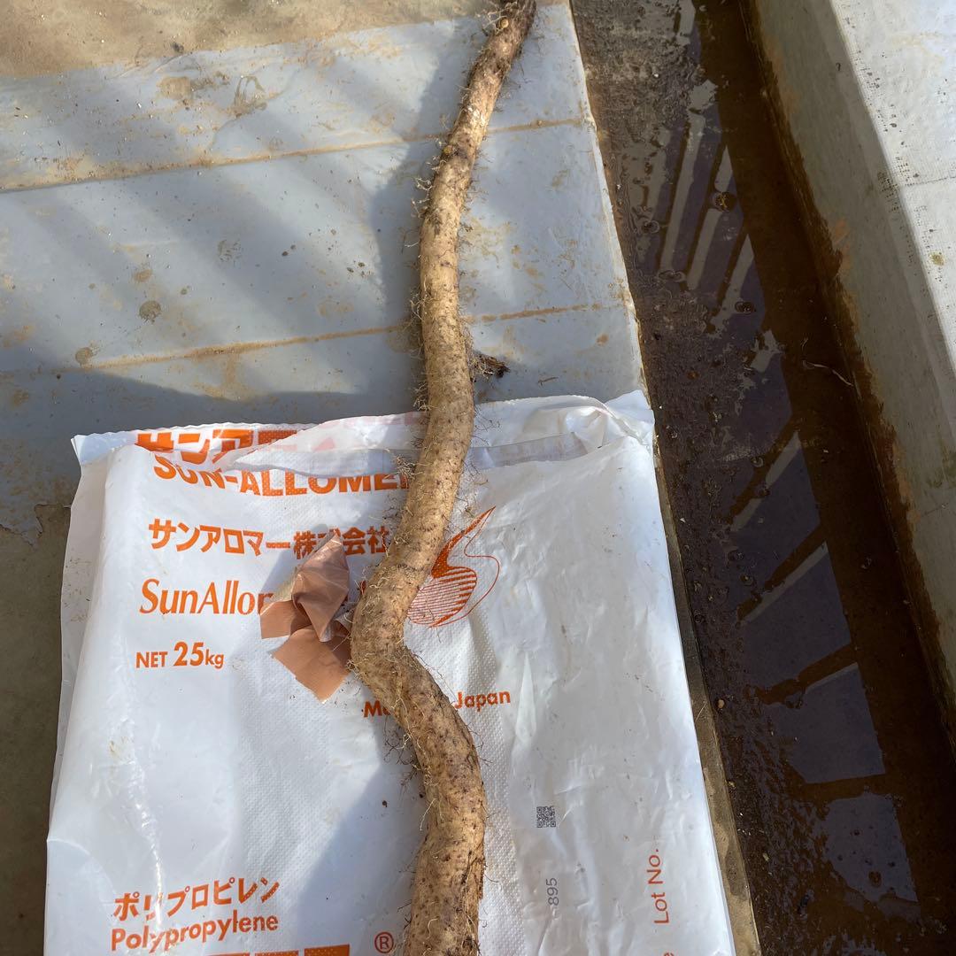 天然自然薯ーー1.7キローー1