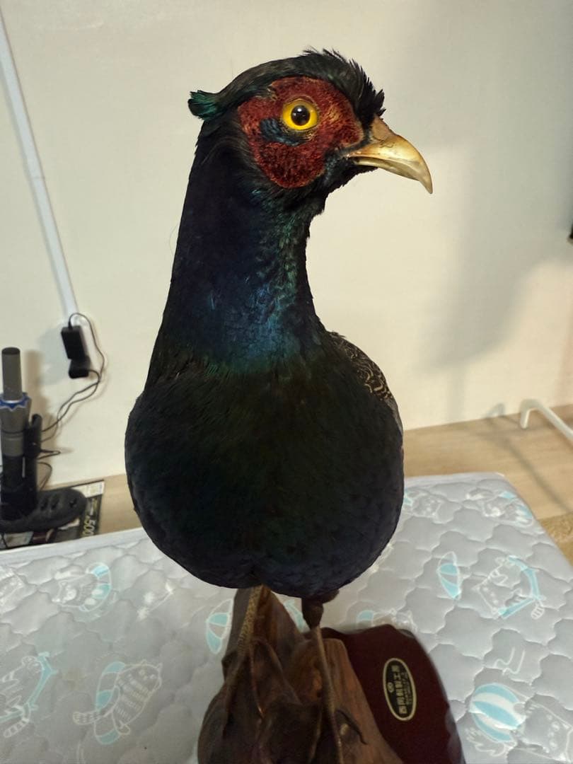 キジ剥製(西岡剥製工房)