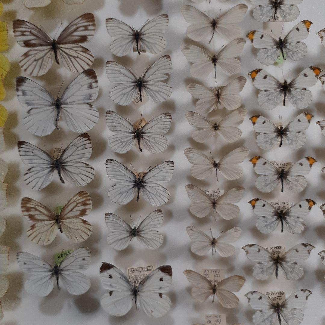 蝶標本　シロチョウ、ヒカゲチョウ類ほか20種156頭、大型ドイツ標本箱二箱入り