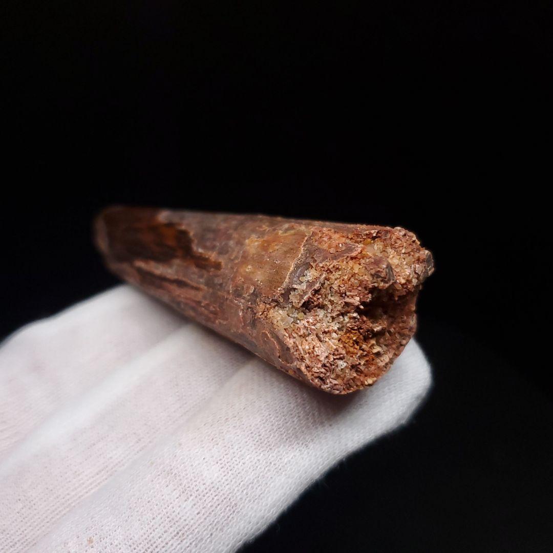 スピノサウルス 本物 モロッコ産 59.44mm sp480