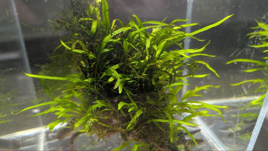 ミクロソリウムトライデントリーフ60葉以上が自然活着した2本組のブランチ流木