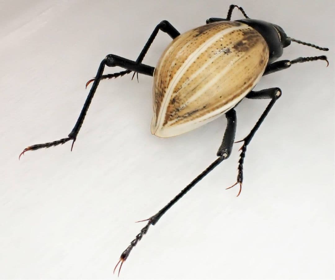 ナミビア産キリアツメの一種　ペア