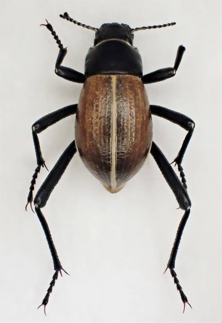 ナミビア産キリアツメの一種　ペア