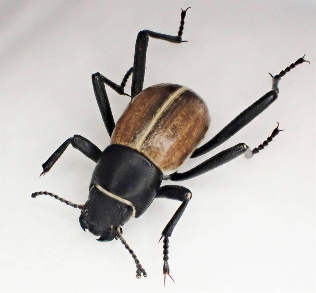 ナミビア産キリアツメの一種　ペア