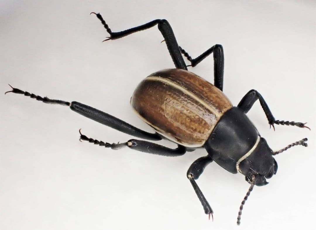 ナミビア産キリアツメの一種　ペア