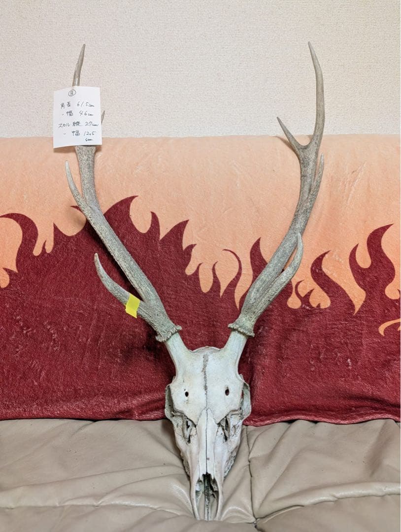 【19個限定】下栗の里　日本鹿　スカル　No.3