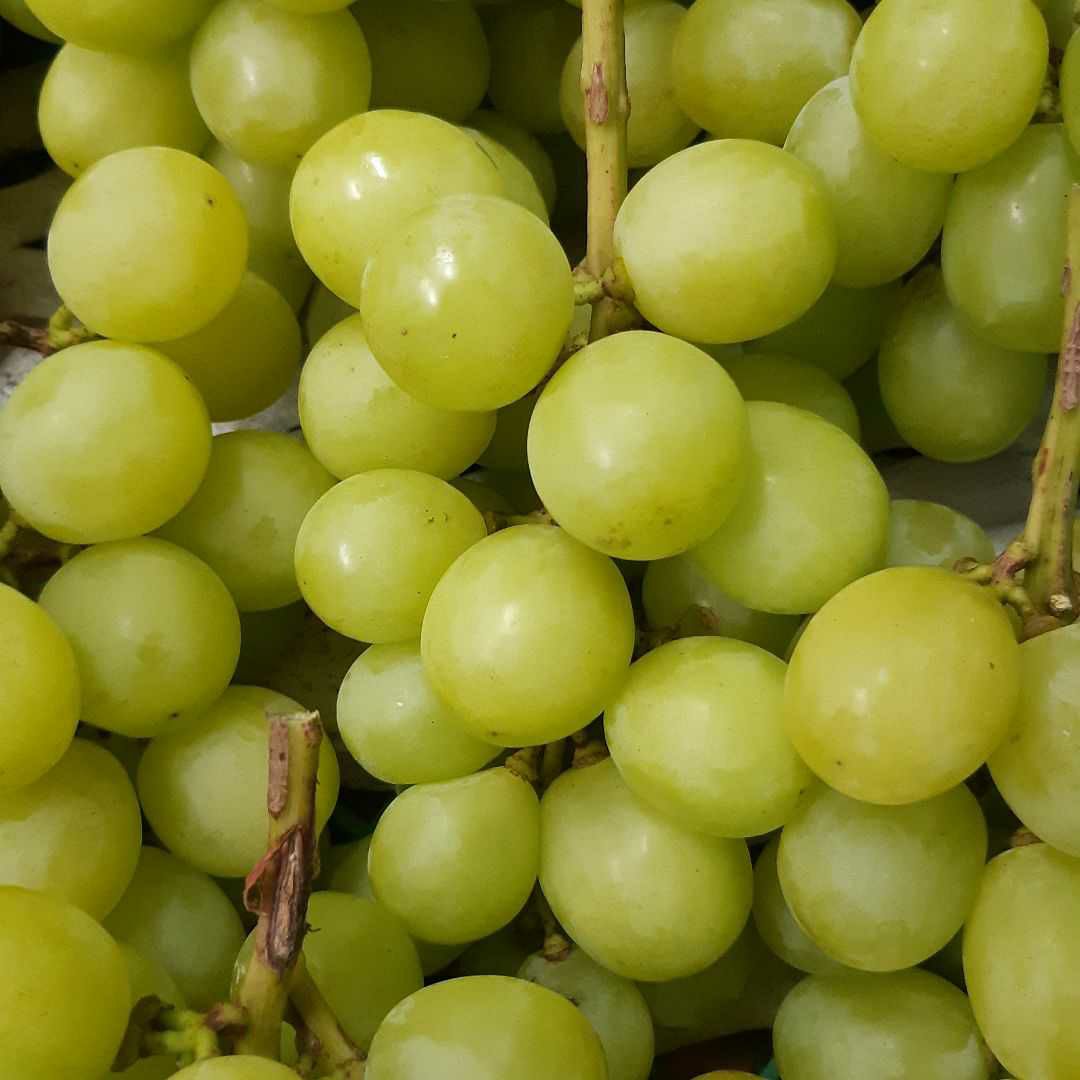 本日限定シャインマスカット家庭用訳有り特売る品