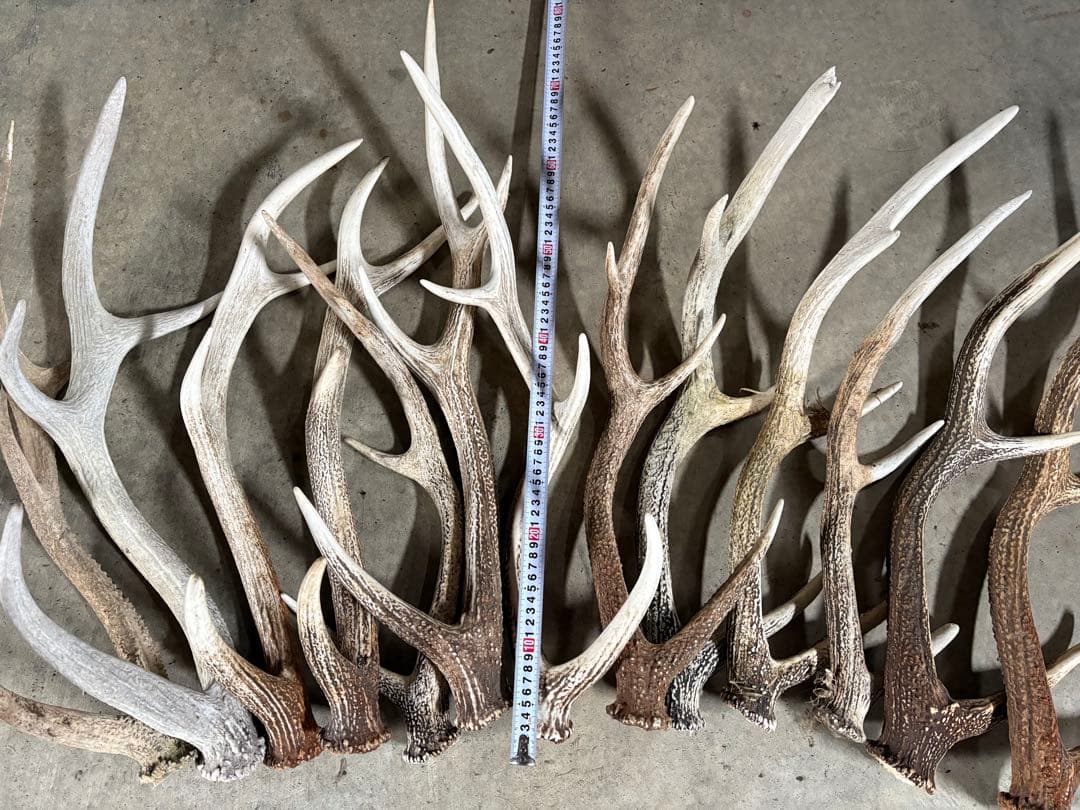 No.2 鹿の角　蝦夷鹿の角　シカツノ　まとめ売り　16本