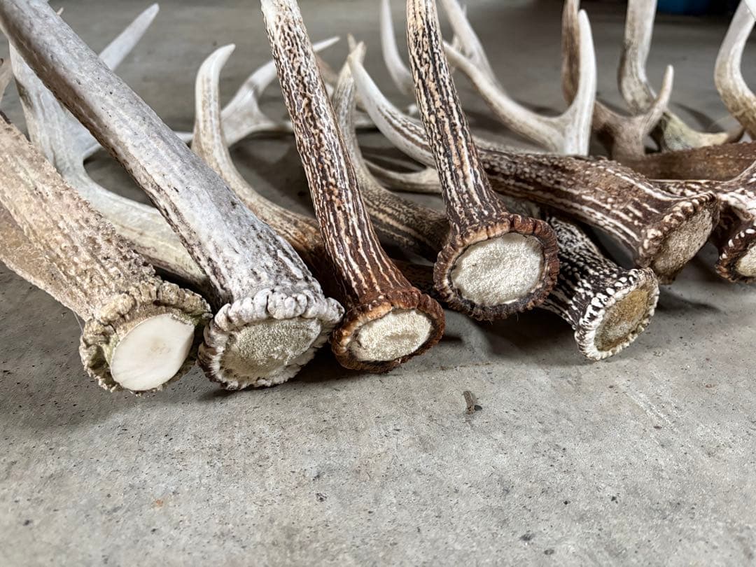 No.2 鹿の角　蝦夷鹿の角　シカツノ　まとめ売り　16本