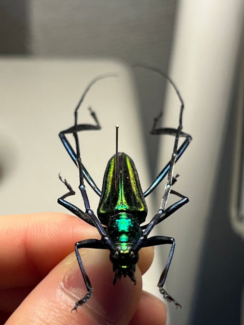 【40mm】アオカミキリの仲間 Chloridolum klaesii？ 標本