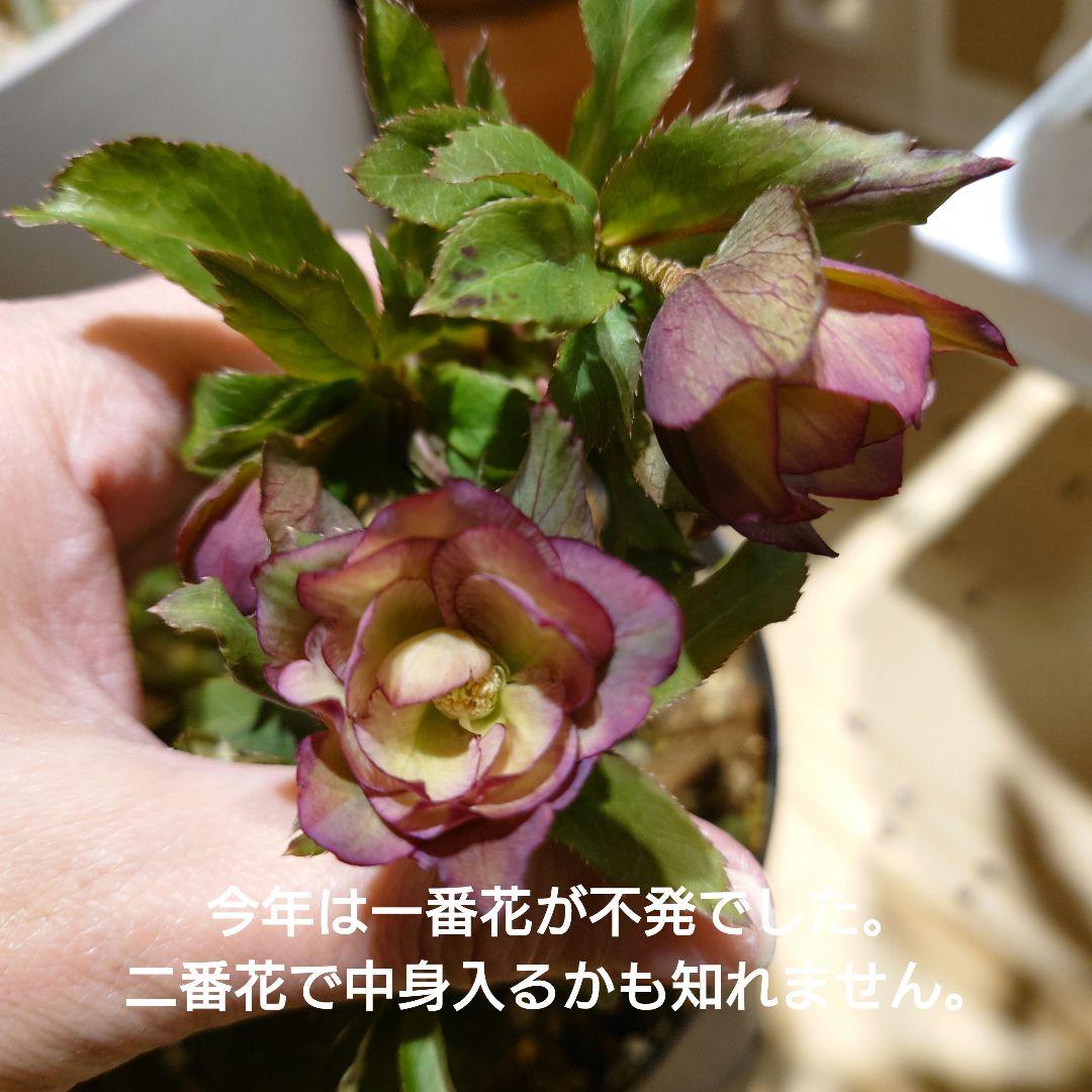 高品質　桜瑪瑙　セット　スフィア　ポイント