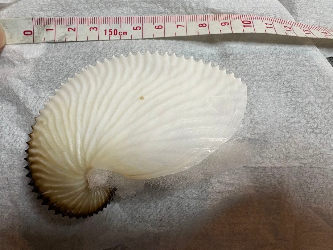 アオイガイ　8個セット