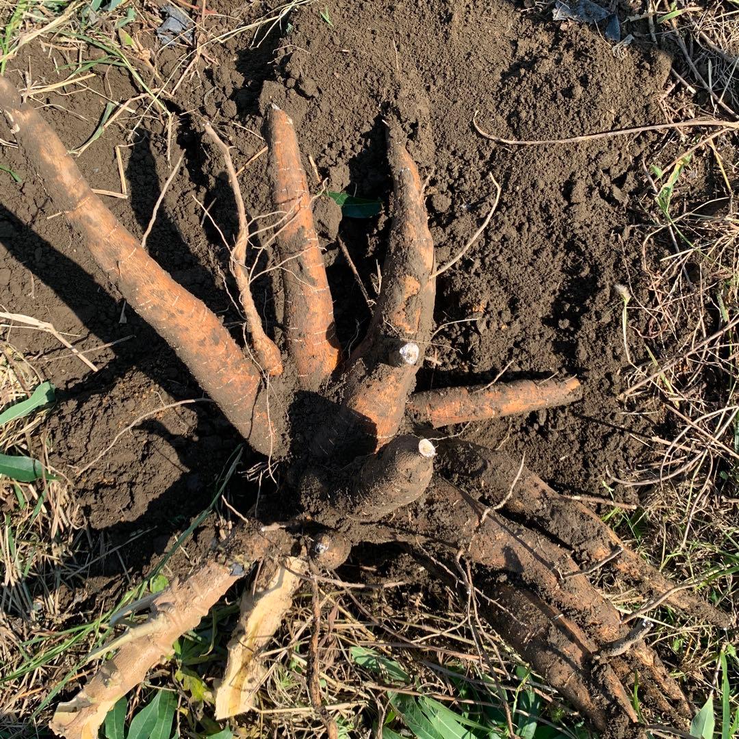 残りわずか！商品説明欄必読【新鮮品質】キャッサバ芋 23kg