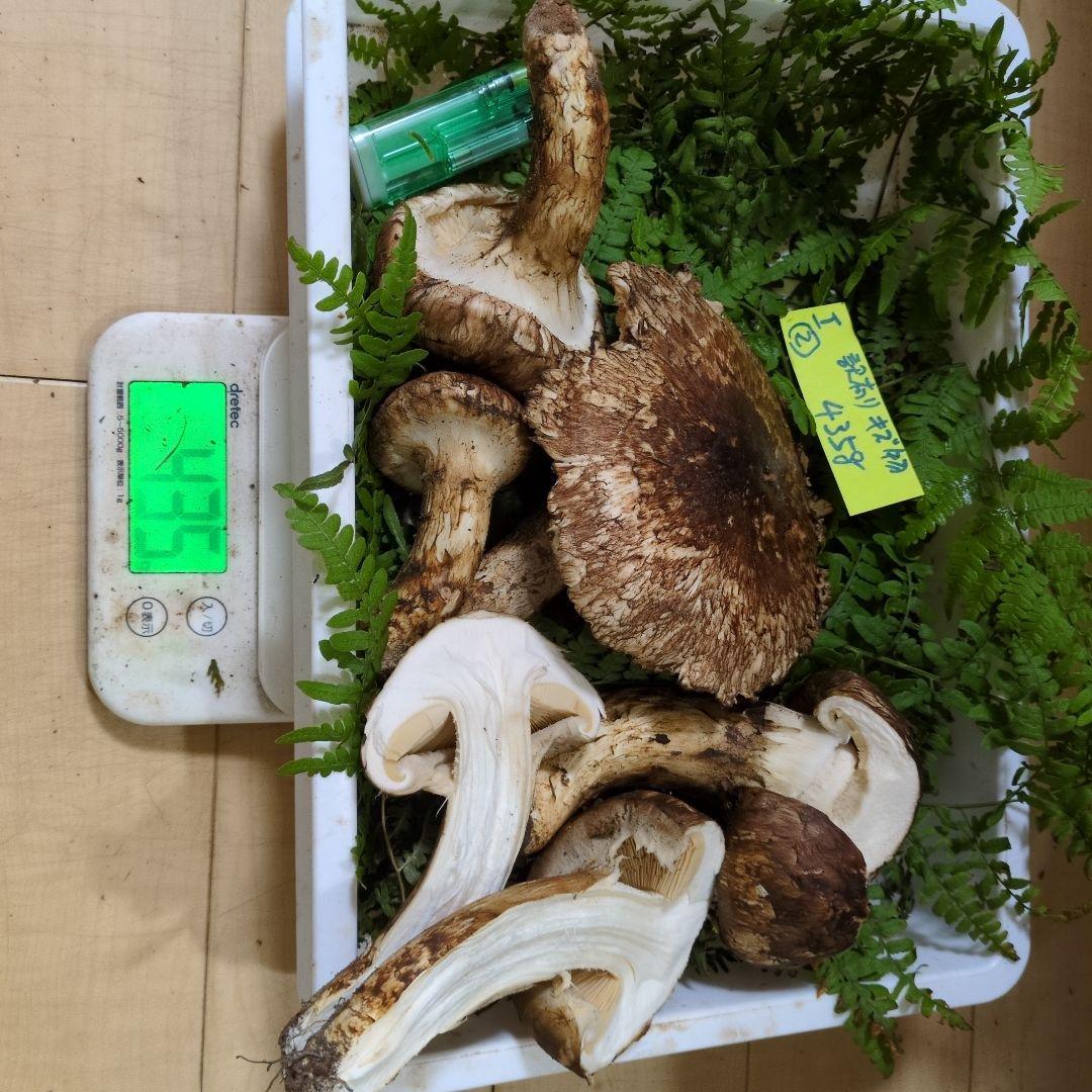 和歌山松茸 新鮮朝市　訳有り傷物　435㌘