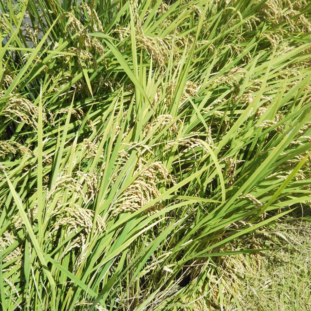 あー 徳島県産あきさかり