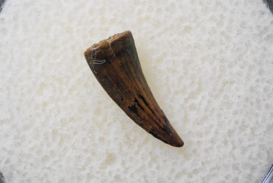 恐竜 パロニコドン [DS402] 歯 化石 希少 レア