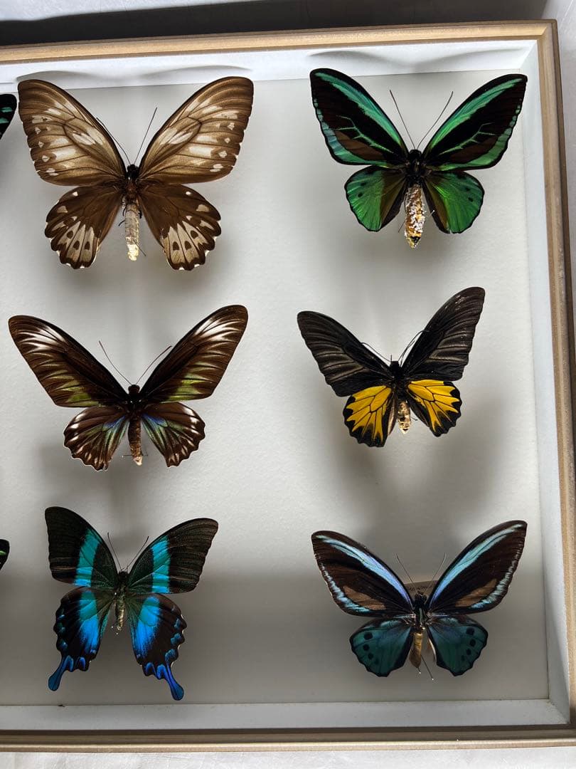 蝶標本木箱現状品のみ写真がご確認してくださいドイツケース約50x50x6cm