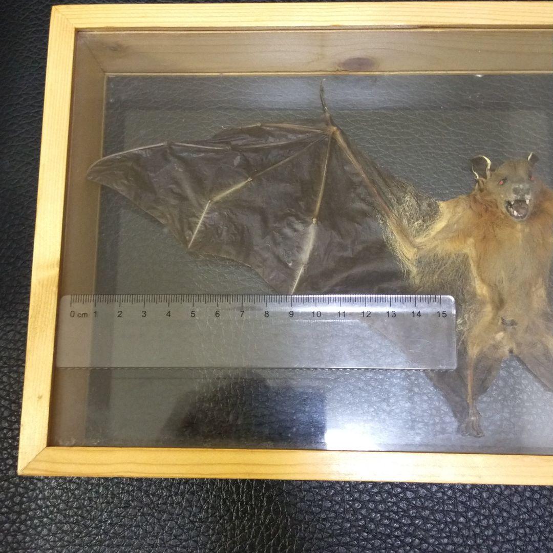 コウモリ 標本（タイ産）
