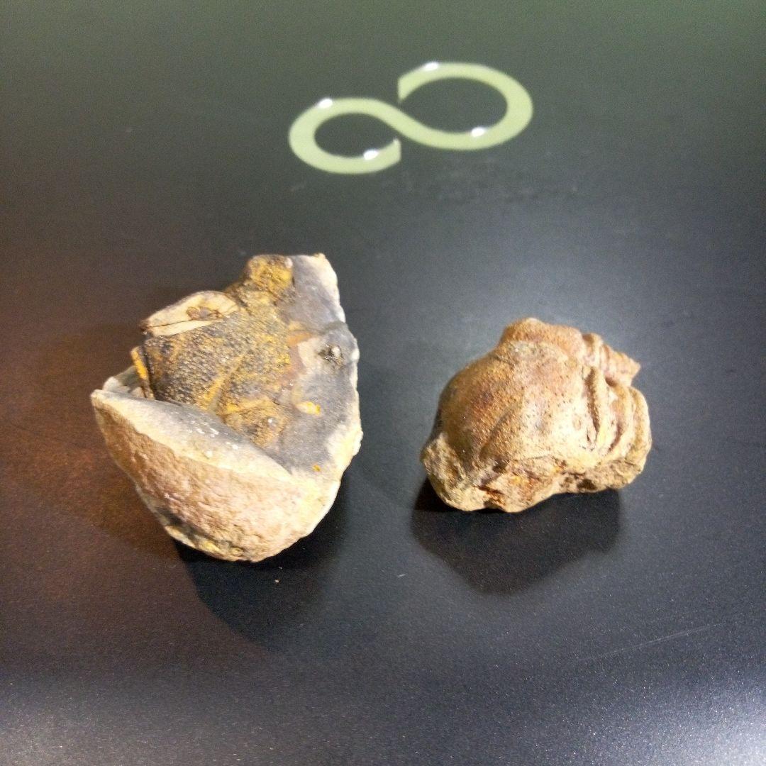三葉虫　化石　fossil　ボリビア産　レア　Fossil判別⑩　２個セット