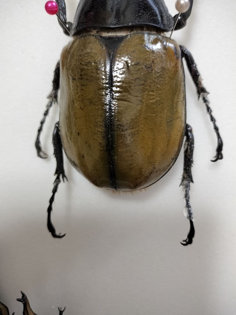 大型ヘラクレスリッキー標本（訳あり品）