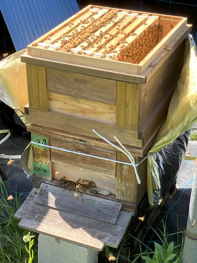 百花蜜 1000g 2本 長野県産 国産蜂蜜 生はちみつ セイヨウミツバチ a