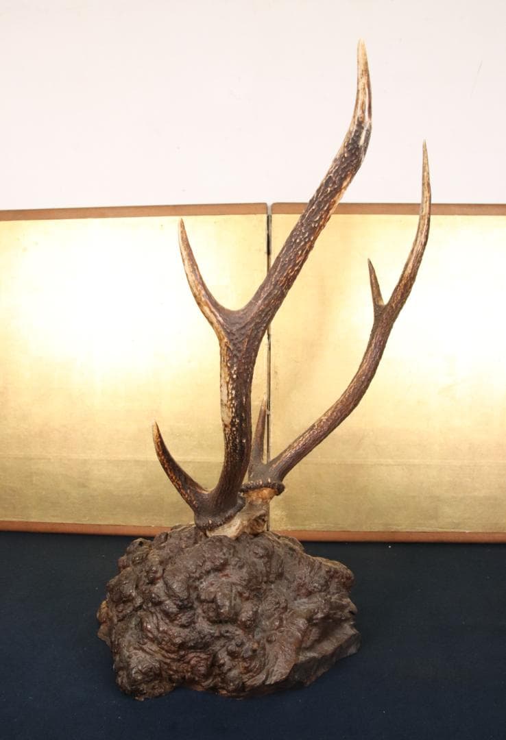 KS　刀掛け　鹿角 刀掛台 天然瘤木台座 　幅約45㎝ 高さ約60㎝