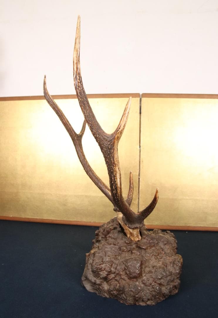 KS　刀掛け　鹿角 刀掛台 天然瘤木台座 　幅約45㎝ 高さ約60㎝