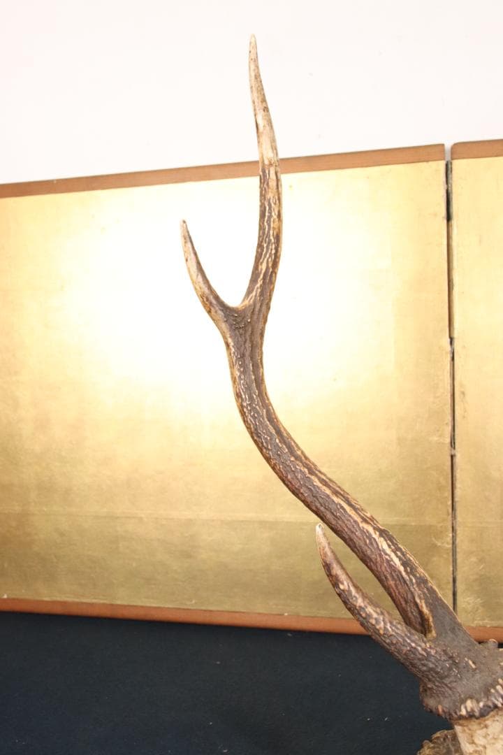 KS　刀掛け　鹿角 刀掛台 天然瘤木台座 　幅約45㎝ 高さ約60㎝