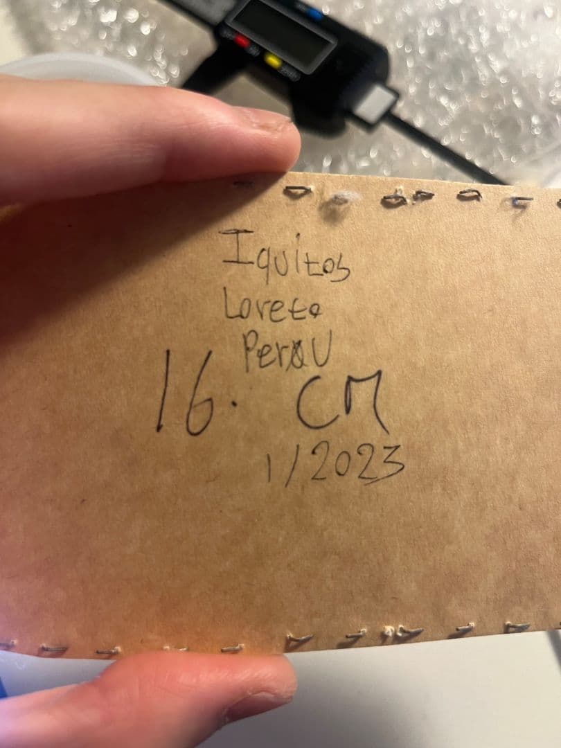 【未展足160mm】オオキバウスバカミキリ標本 Macrodontia昆虫標本