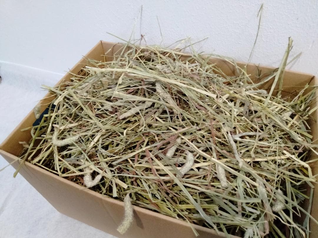 【3/16まで】 カナダ産 チモシー 50kg スーパープレミアム １番刈