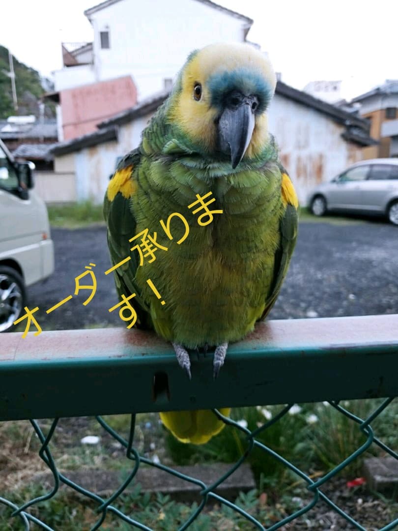 オウムスタンド&インコスタンド&止まり木