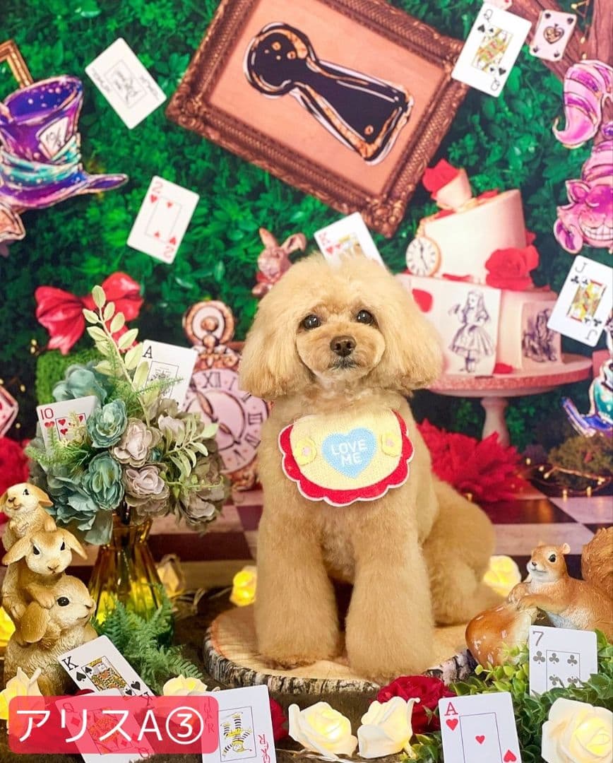 背景布【イースターCA】サンプル80×120cm　4月　ペット撮影用フォトブース