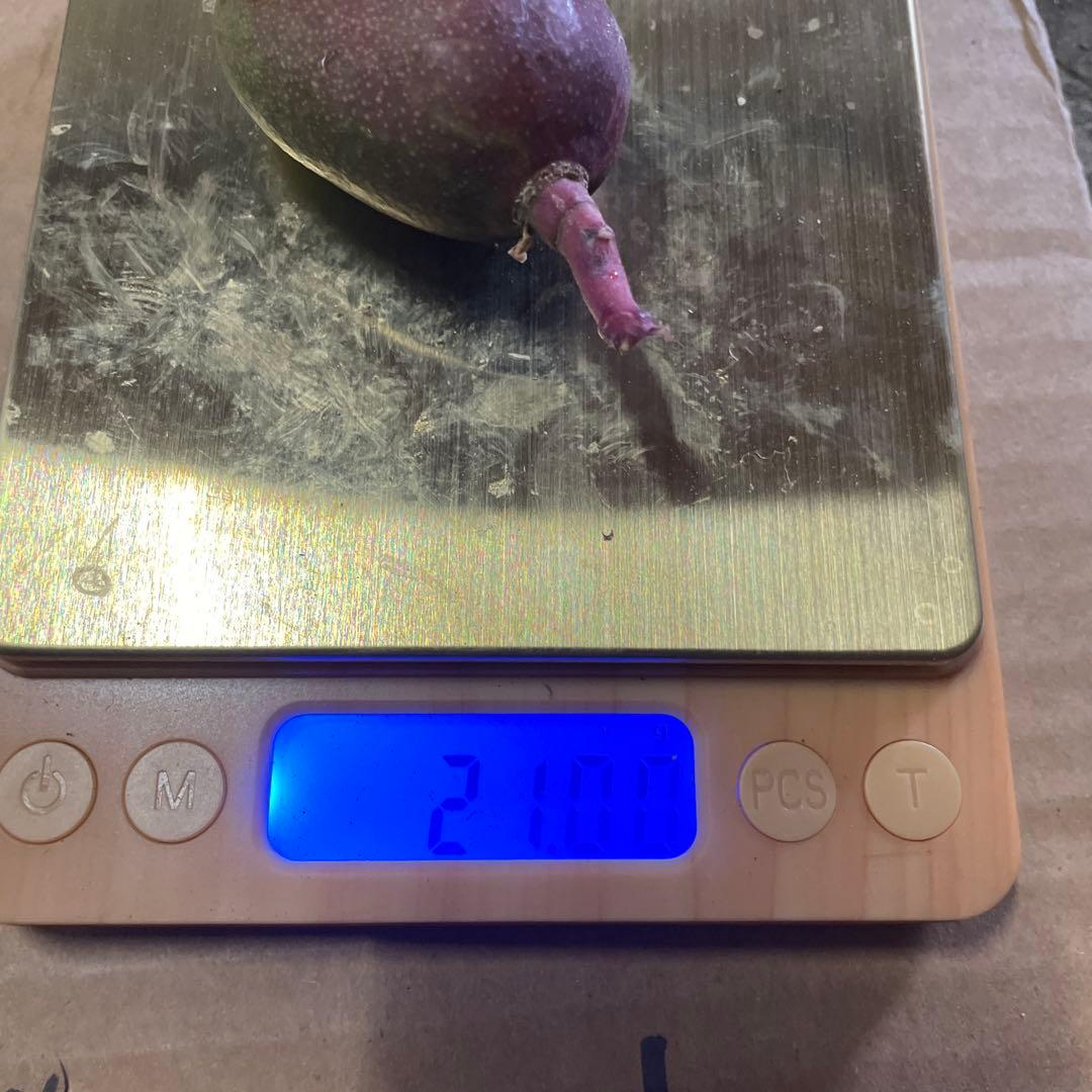 摘果マンゴー 9〜20g 10kg