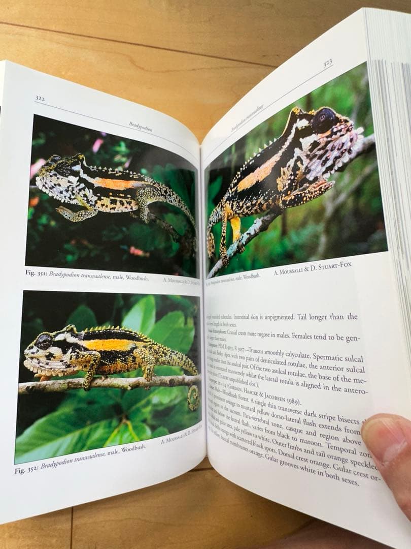 ニッタンプロフ確認　Chameleons of Africa