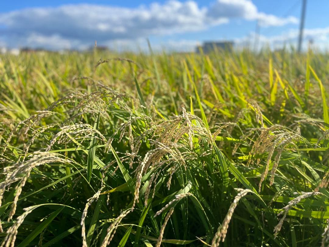 【令和7年度新米】近江米 ミルキークイーン 5kg +にじのきらめき 5kg