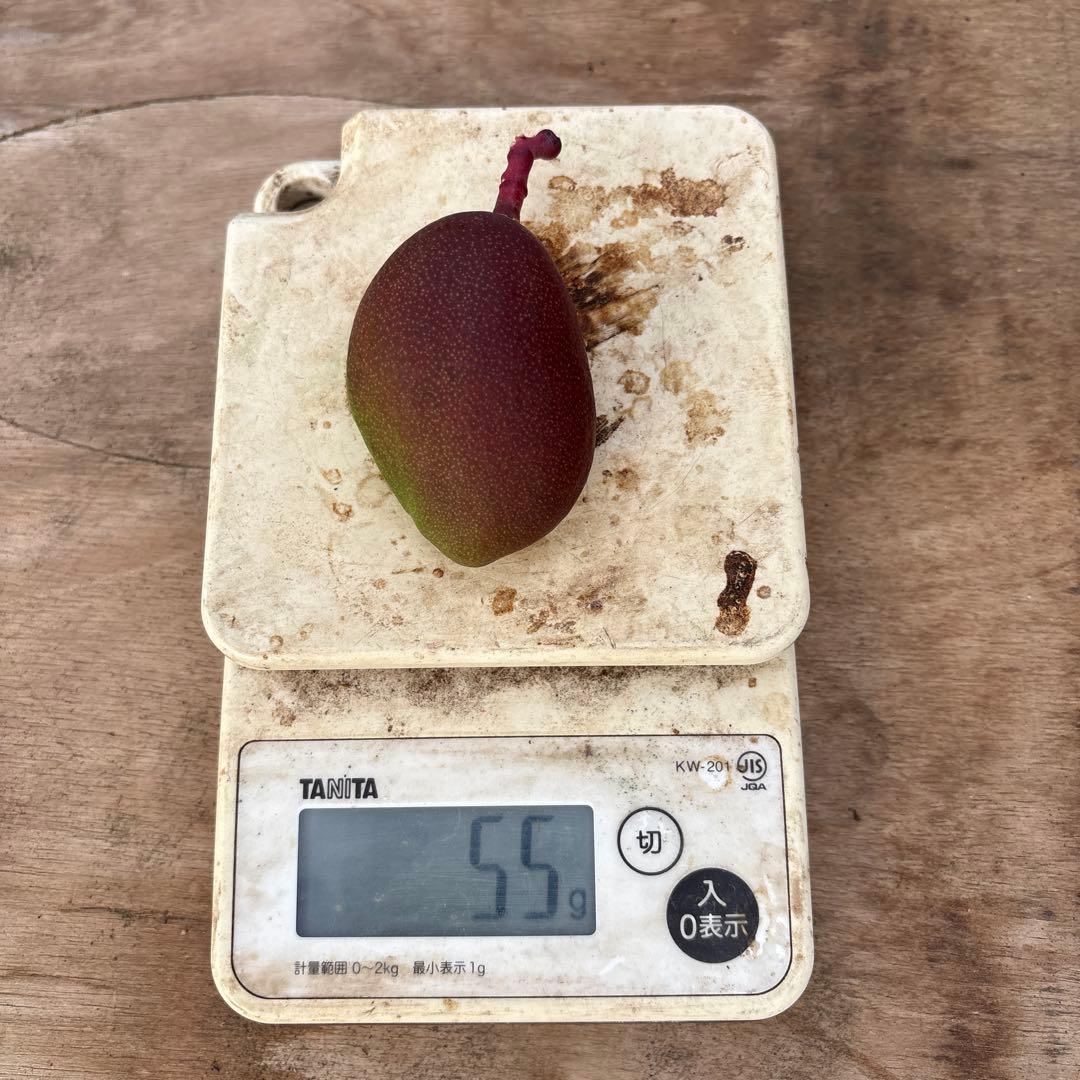 摘果マンゴー2/8❷