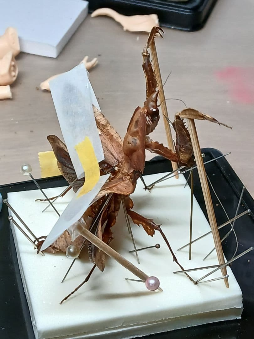 マオウカレハカマキリ ♀ 立体標本　魔王枯葉