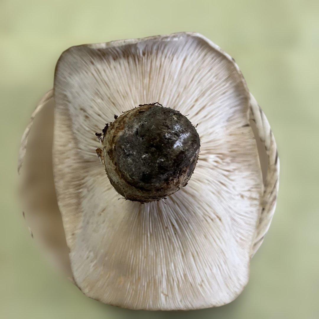 岩手県産松茸　特大開き ５９４g