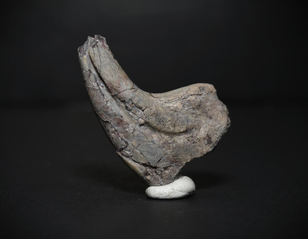 超希少・博物館級！デイノニクスの鉤爪と歯の化石　値段交渉可能