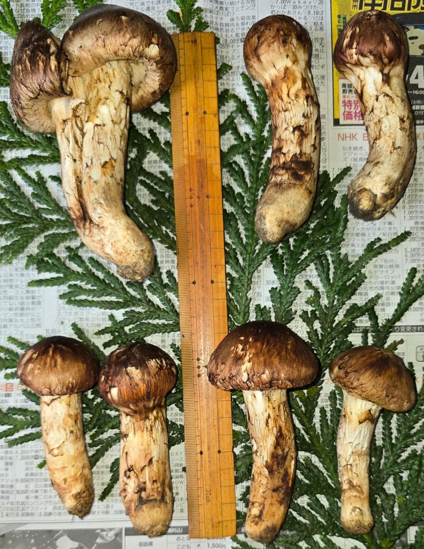 松茸 岩手県産 380g＋おまけ29g　10月18日獲れ