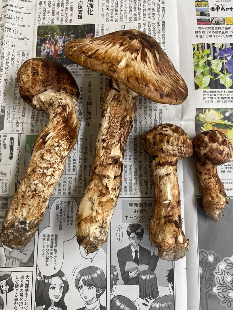 送料無料　岩手県産松茸　384g