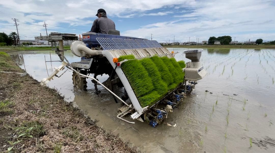 令和7年産　玄米10キロ 彩のきずな　一等米　埼玉県熊谷産　専業農家　白米も可能