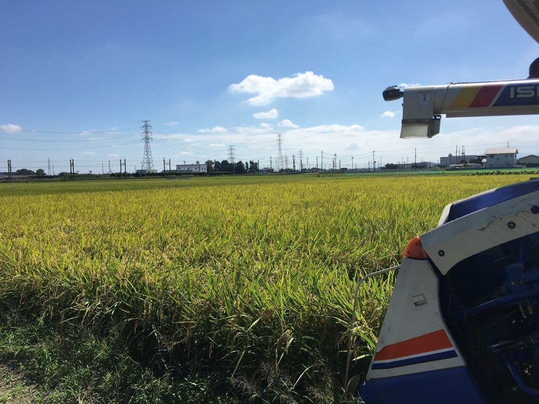 令和7年産　玄米10キロ 彩のきずな　一等米　埼玉県熊谷産　専業農家　白米も可能