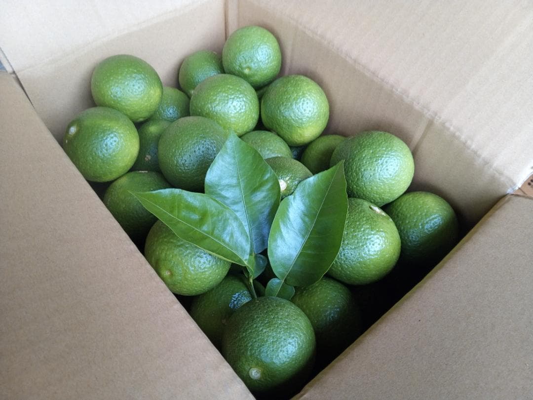 みぃ29さまご予約専用 大分県名産 フレッシュかぼす メガ盛 20kg 種なし