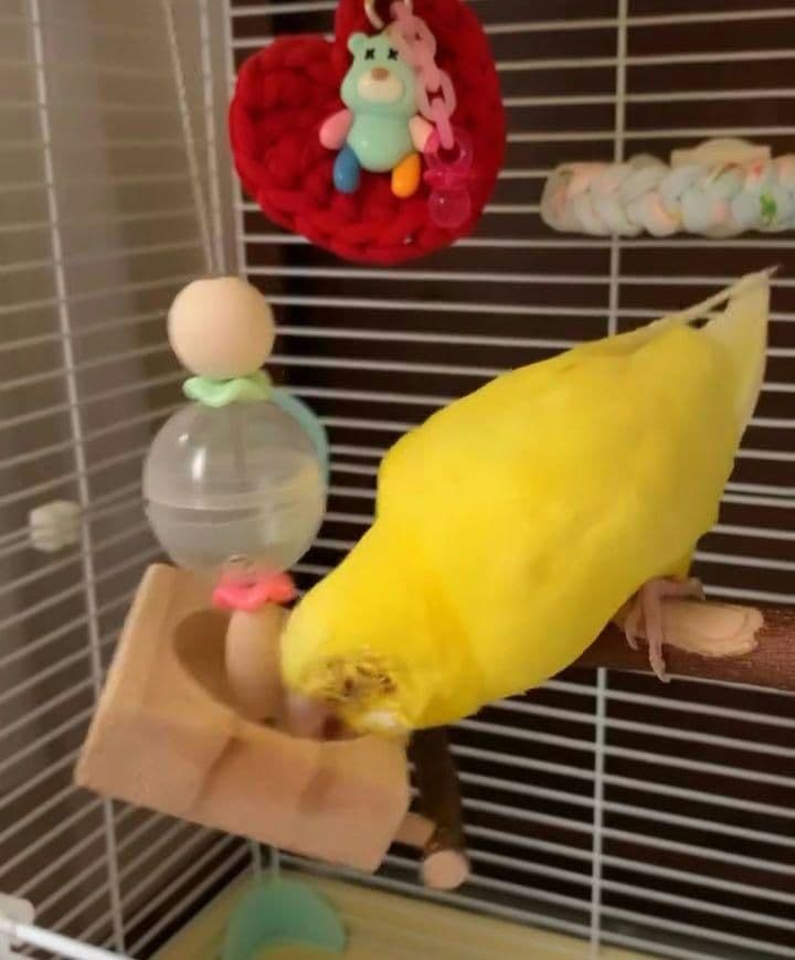 くるくる3点、吊り下げフォージングトイ色々セット　バードトイ　インコ