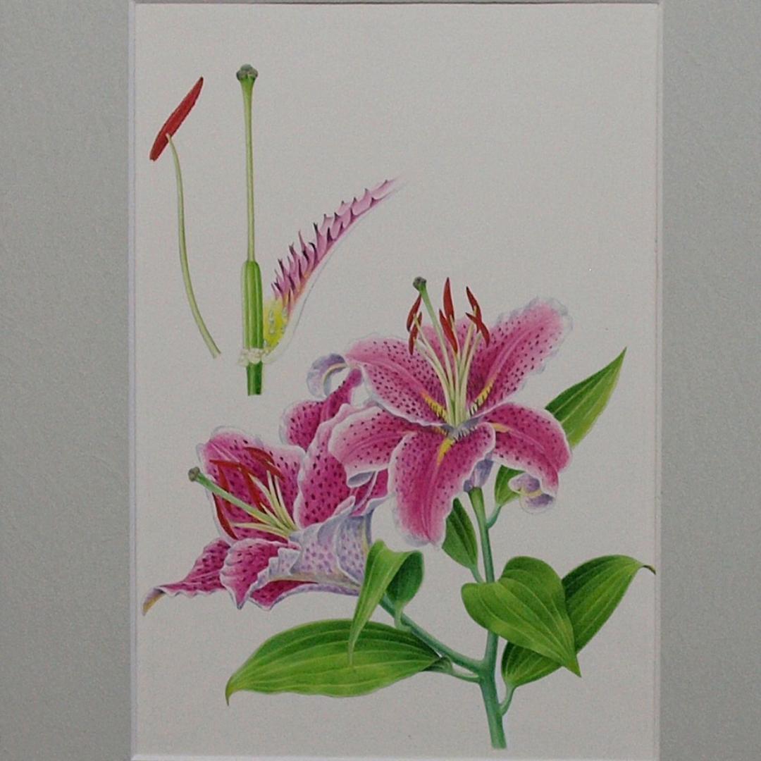 【絵画】ボタニカルアート　「かのこゆり」原画