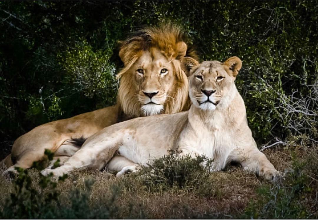 入手困難　Lion ／Turn about ／Hedi Schoop