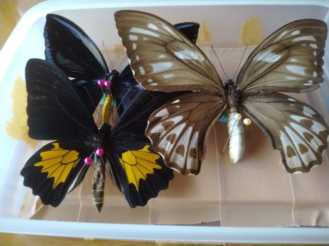 蝶の標本3匹セット